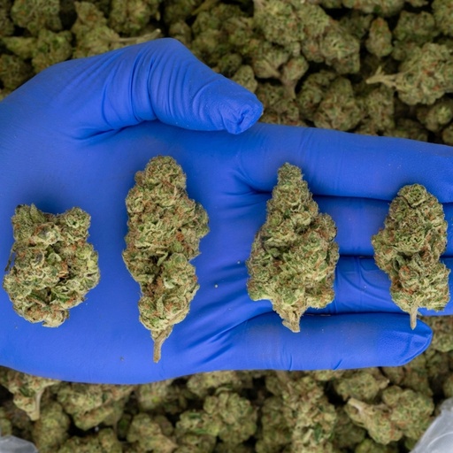 Gorilla Butter